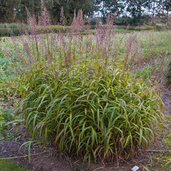 10251224_spodiopogon_sibiricus_01