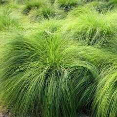 3250930_sporobolus_heterolepis_03