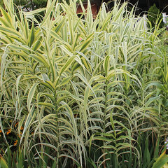 0833_arundo_aureovariegata_01