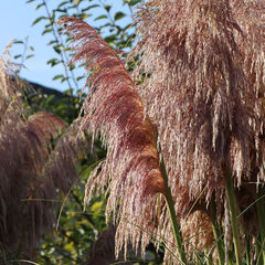 4243226_cortaderia_rose_plume_01