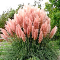 4252196_cortaderia_rosea_03