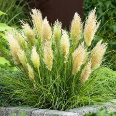 9243686_cortaderia_tiny_pampa_04