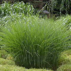 5250325_miscanthus_gracillimus_03