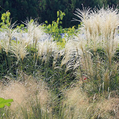 7250719_miscanthus_grosse_fontaine_01