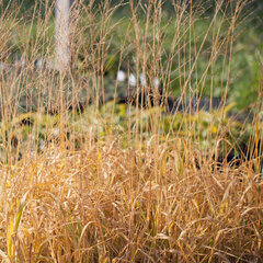 6250723_molinia_karl_foerster_01