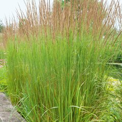 6250723_molinia_karl_foerster_04