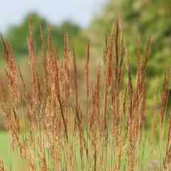 10251388_sorghastrum_indian_steel_01