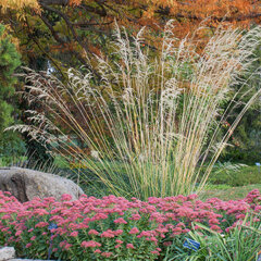 5250798_stipa_gigantea_02