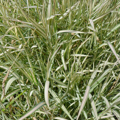 9250769_phalaris_picta_01