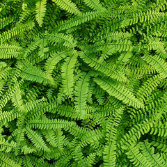 3223220_adiantum_pedatum_01