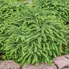 3254534_adiantum_pedatum_imbricatum_02