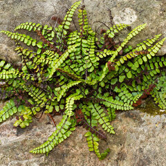 1225_asplenium_trichomanes_02