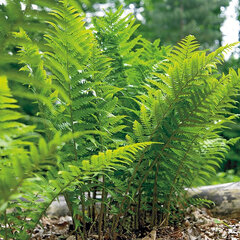 6250609_athyrium_filix-femina_02