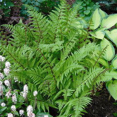 5241227_athyrium_lady_in_red_02