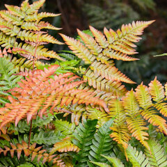 5252612_dryopteris_erythrosora_04