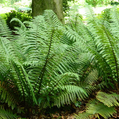 3254100_dryopteris_wallichiana_02
