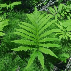 2231846_onoclea_sensibilis_01