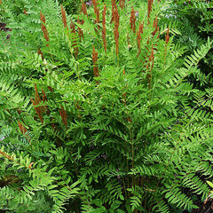 2231692_osmunda_regalis_03