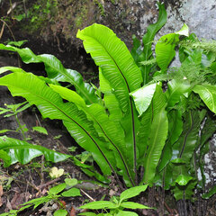 9241922_phyllitis_scolopendrium_05
