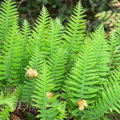 7252331_polypodium_vulgare_03