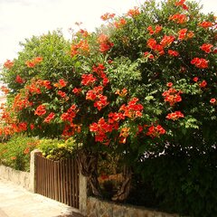 2242808_campsis_gabor_01