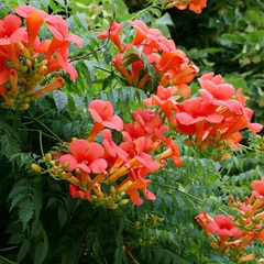 2242808_campsis_gabor_02