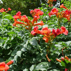 2233329_campsis_ursynow_01