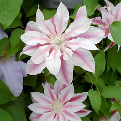 2251484_clematis_andromeda_02