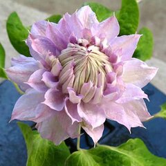 02201486_clematis_belle_of_woking_01