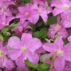 2201492_clematis_danuta_01