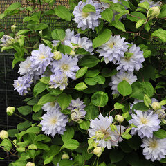 3223338_clematis_diamond_ball_03