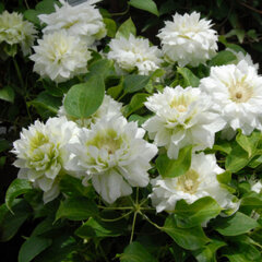 2241488_clematis_duchess_of_edinburgh_01