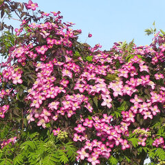 2251501_clematis_freda_01