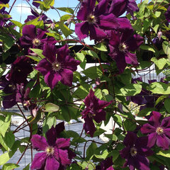 2201491_clematis_grunwald_01