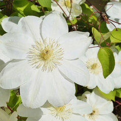 2252399_clematis_guernsey_cream_05