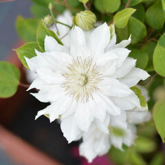 2252401_clematis_isago_03