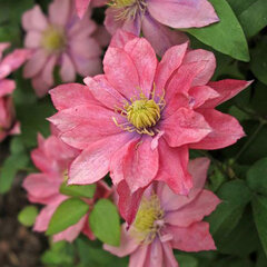 2252405_clematis_little_mermaid_09