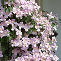 2252408_clematis_mayleen_04