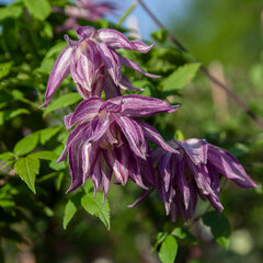 2243359_clematis_pink_surprise_03
