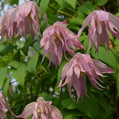 2201506_clematis_pink_swing_01