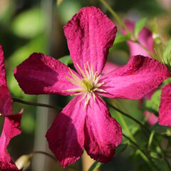 5202091_clematis_polonez_01