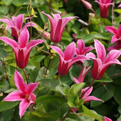 2253360_clematis_princess_diana_03