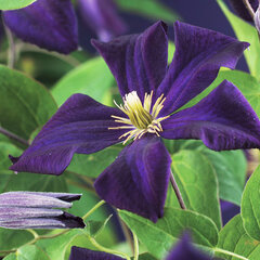 2201508_clematis_romantika_01
