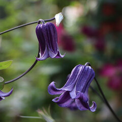 2232410_clematis_rooguchi_01