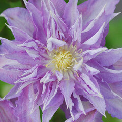 5202096_clematis_thyrislund_01