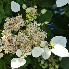 2254512_hydrangea_hydrangeoides_01