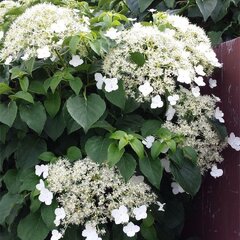 4252810_hydrangea_petiolaris_01