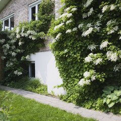 4252810_hydrangea_petiolaris_02