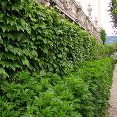 3222107_parthenocissus_diamond_mountains_01