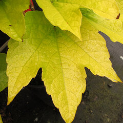 3212738_parthenocissus_fenway_park_01